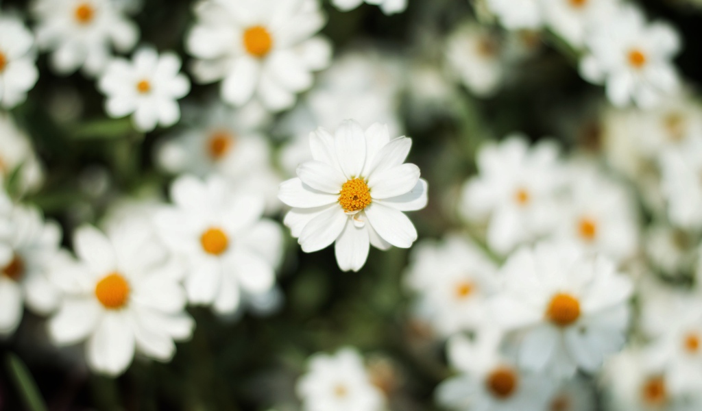 Белый цветок космеи крупным планом