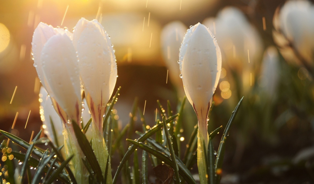 Белые крокусы под весенним дождем