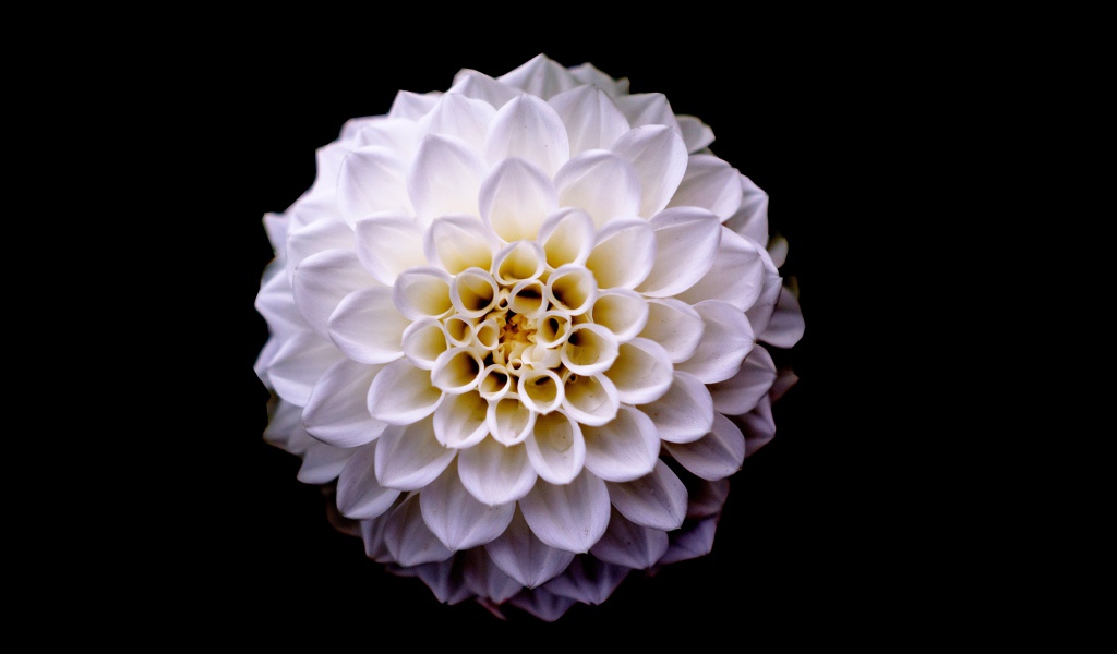 Белый цветок георгины на черном фоне