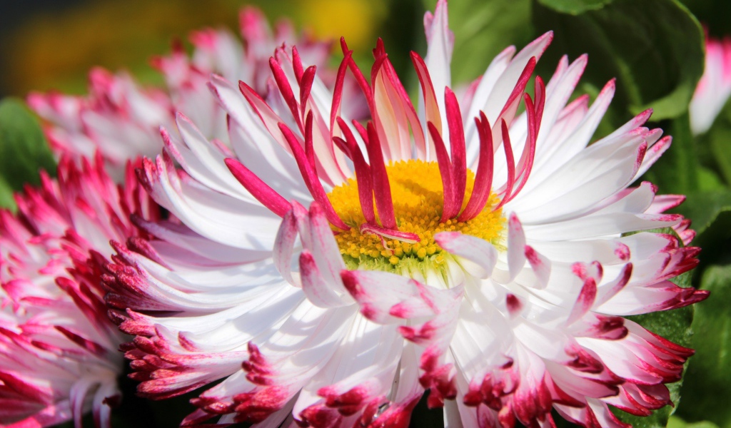 Белые цветы маргаритки с красными лепестками и желтой серединкой