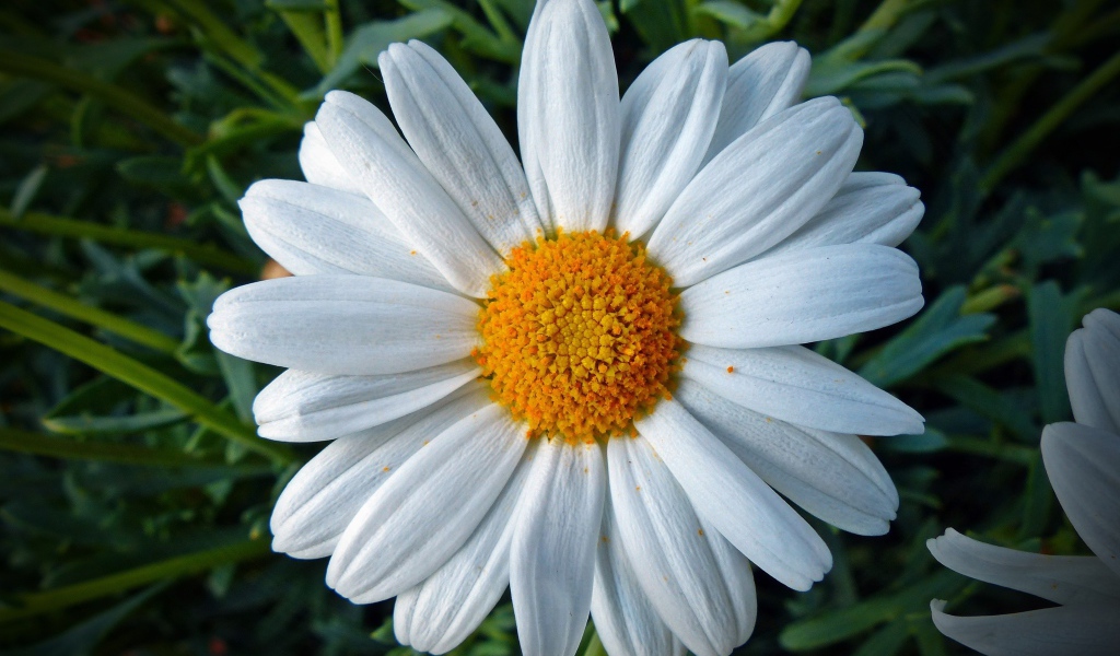 Белая ромашка с желтой серединкой крупным планом