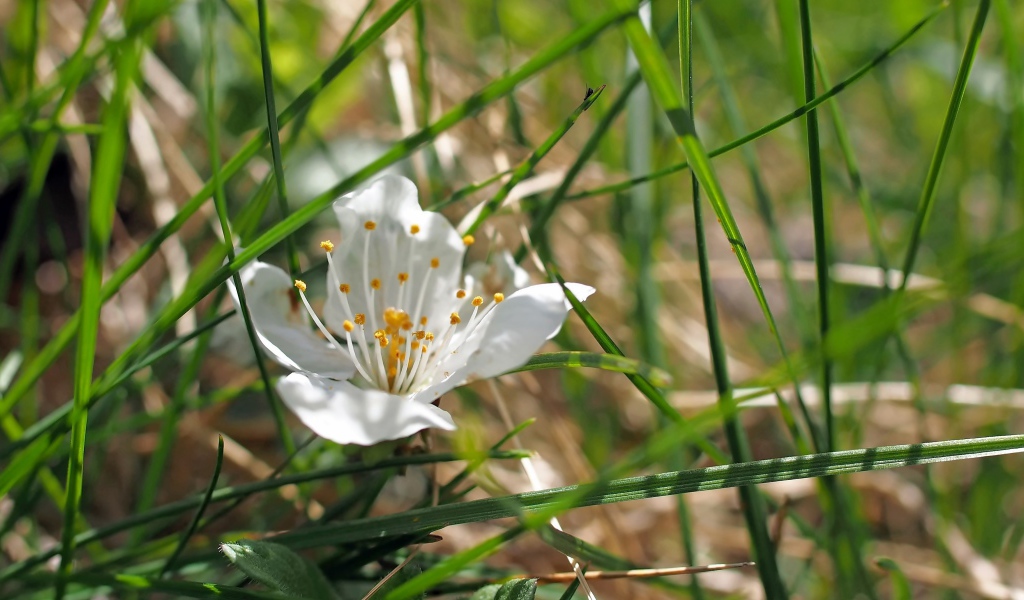 Белый нежный цветок в зеленой траве