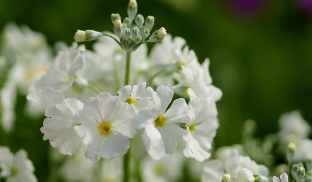 Белые нежные цветы примула крупным планом