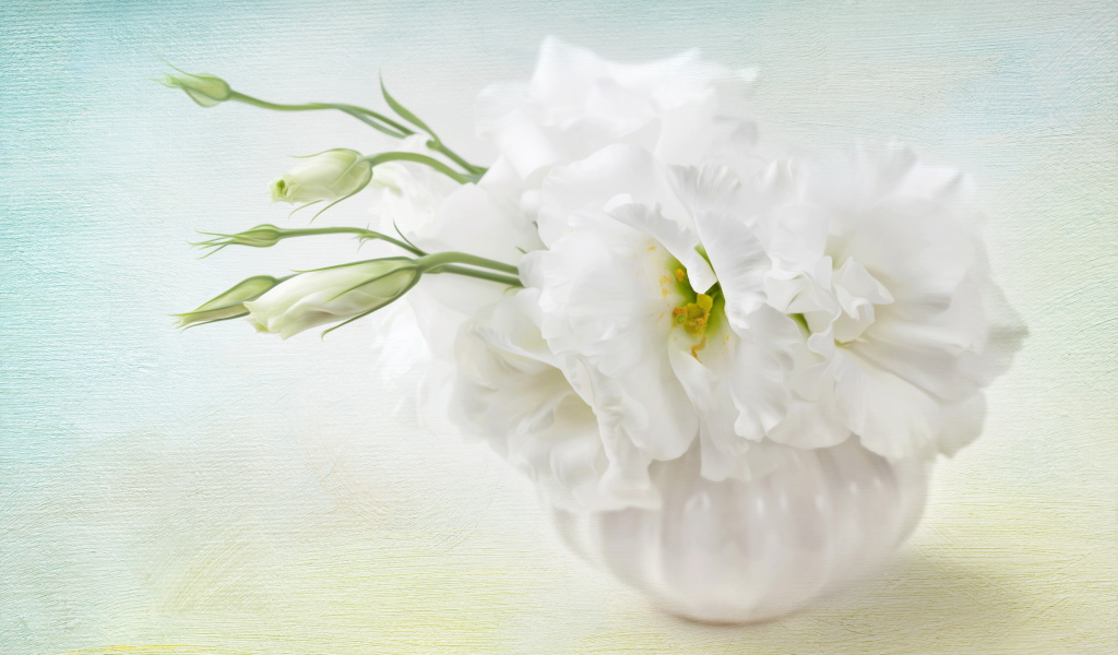 Белый цветок эустома с бутонами 