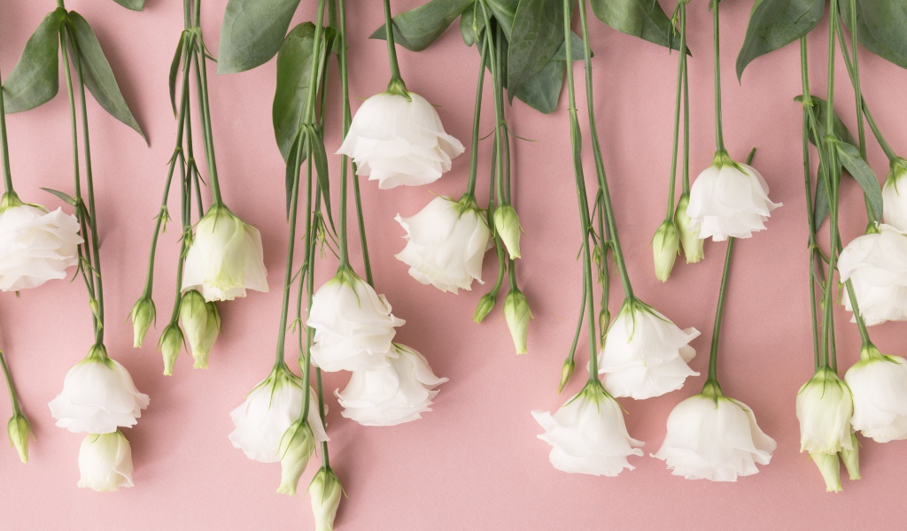 Белые цветы эустома на розовом фоне