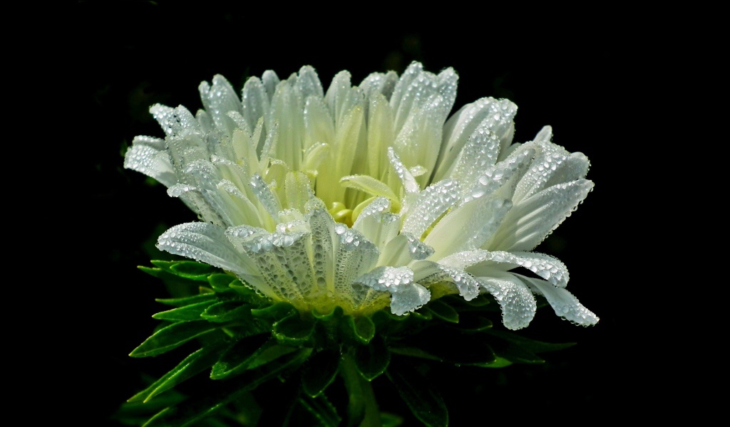 Белый цветок астры в каплях розы на черном фоне