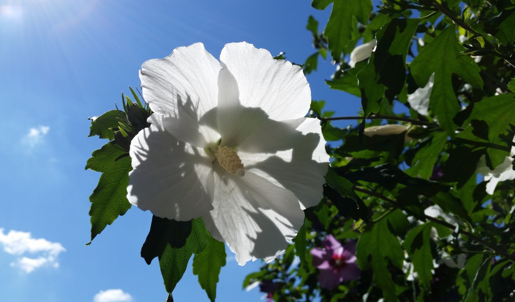 Белый цветок гибискуса на фоне голубого неба