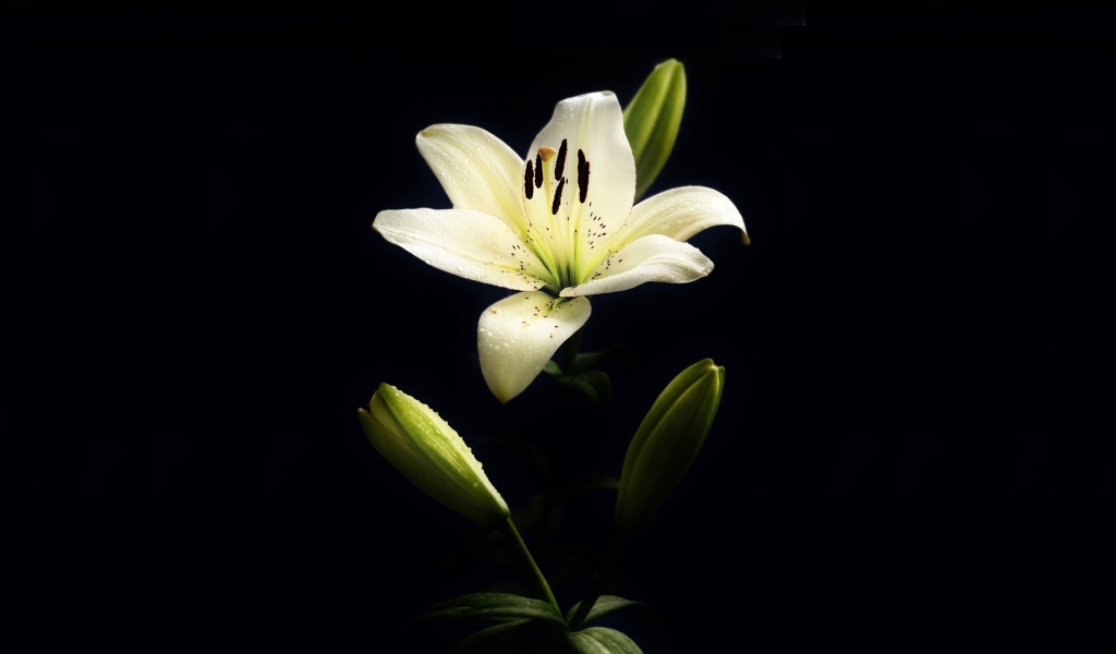 Белая лилия с бутонами на черном фоне