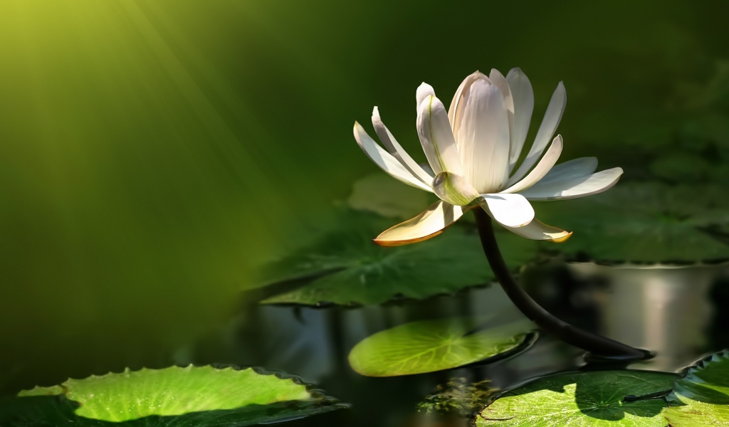 Белый цветок лотоса в воде в лучах солнца