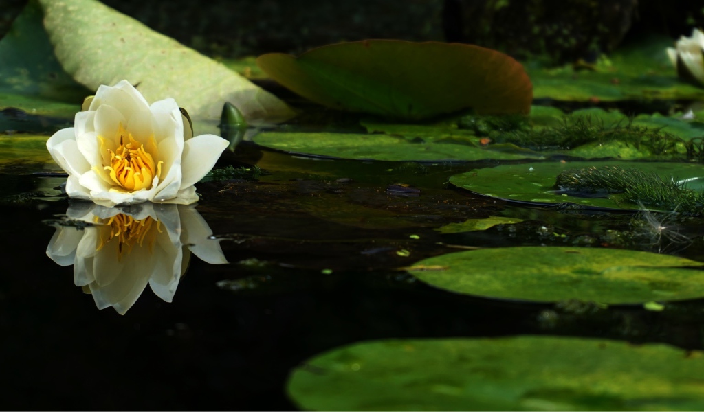 Белый цветок лотоса в воде с зелеными листьями