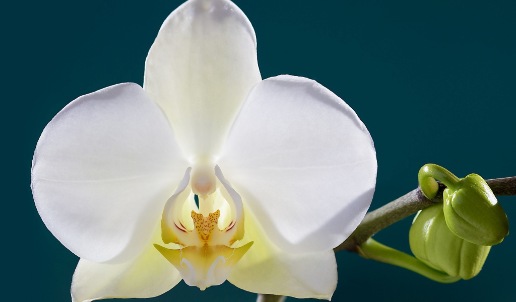 Белая орхидея с бутонами крупным планом