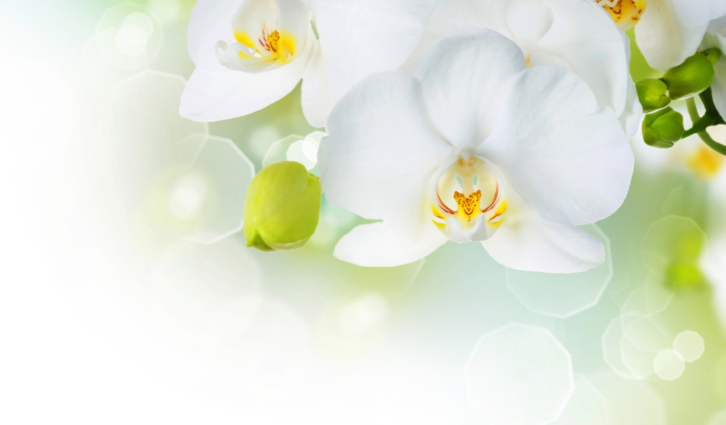 Белые орхидеи с бутонами на фоне с бликами
