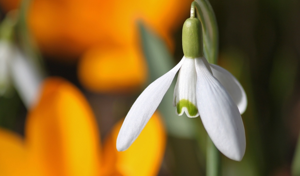Белый весенний подснежник крупным планом