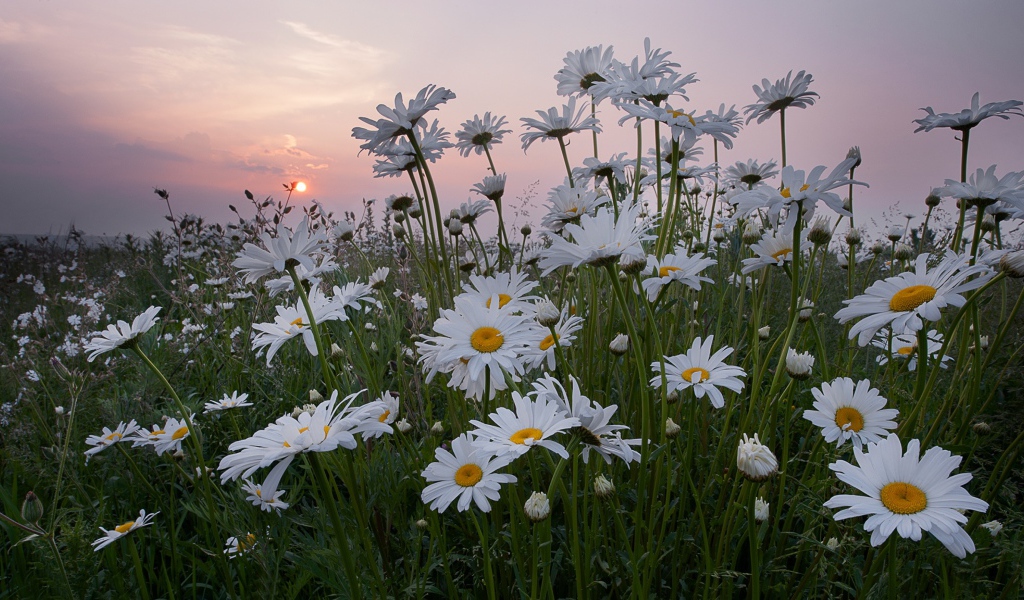Белые летние ромашки на фоне восходящего солнца