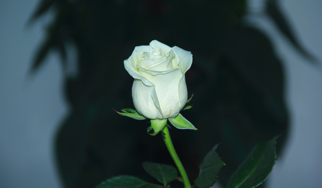 Белая нежная роза крупным планом 