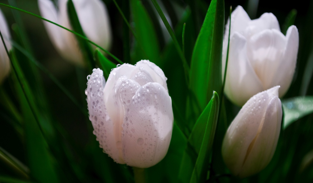 Белые тюльпаны в каплях розы 