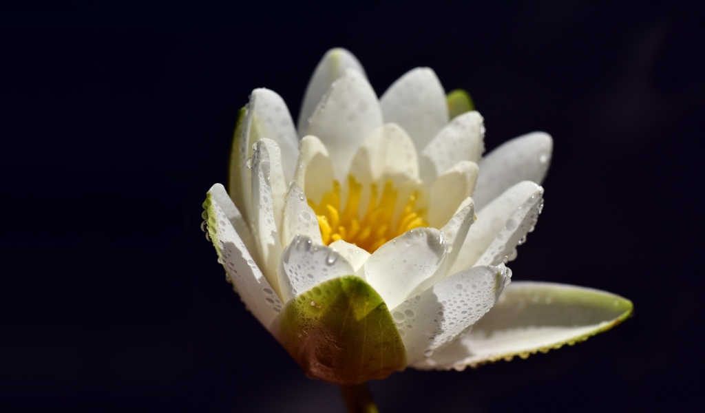 Белая водяная лилия в каплях воды на синем фоне