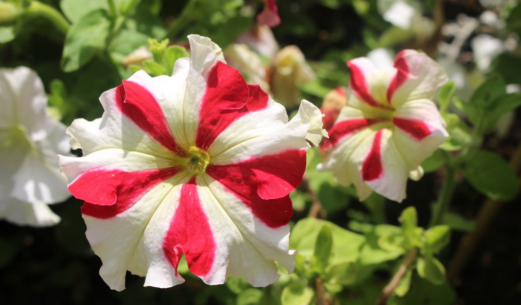 Белые с красными линиями цветы петунии 