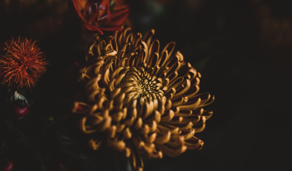 Желтый цветок хризантемы крупным планом 