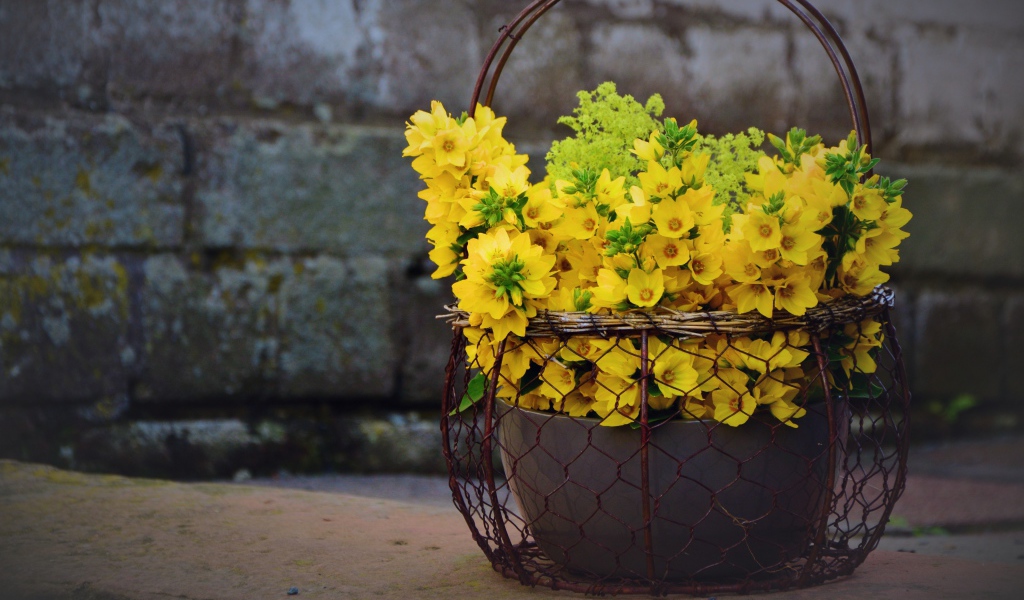 Желтые цветы вербейник в железной корзине