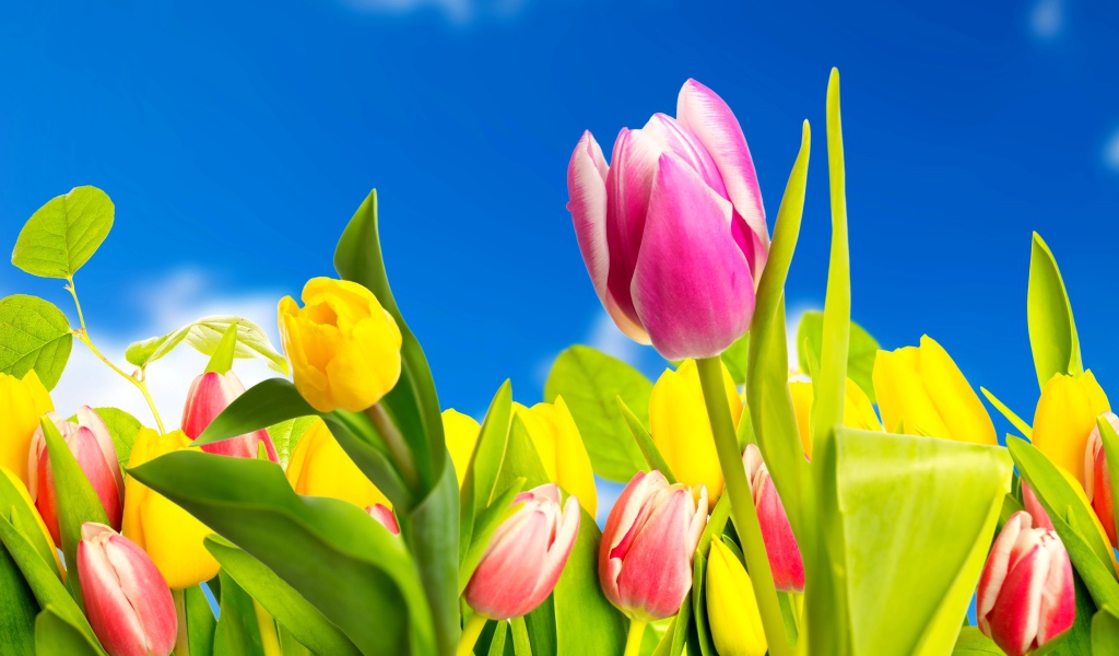 Желтые и розовые тюльпаны на фоне голубого неба 