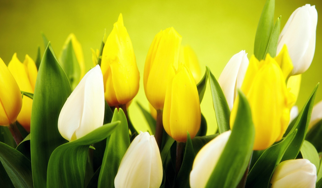 Желтые и белые тюльпаны крупным планом