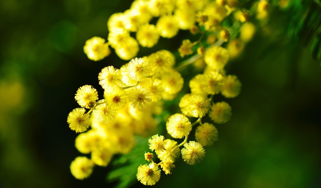 Желтые шарики цветов мимозы вблизи