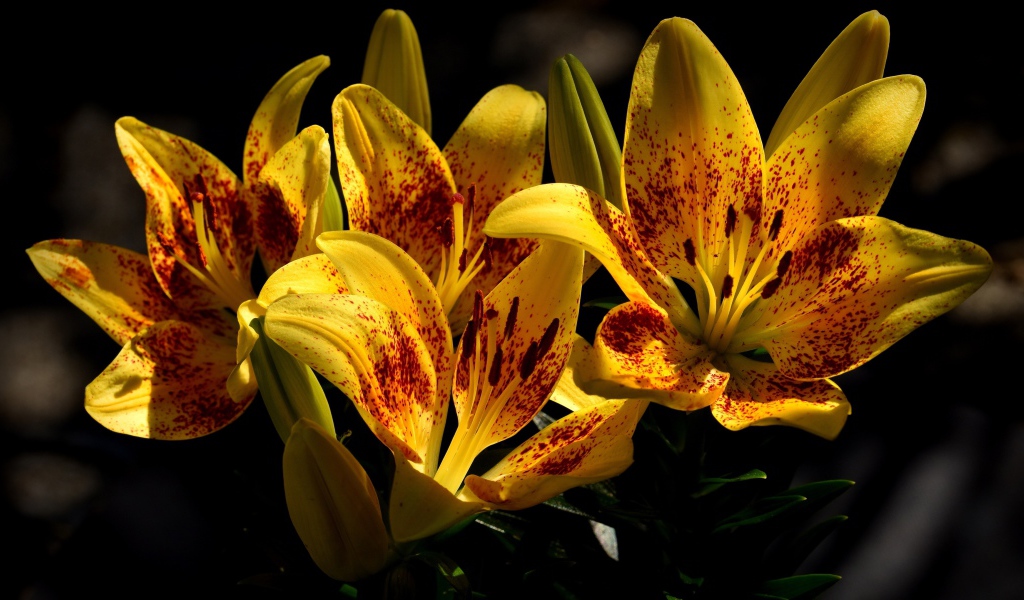 Желтые красивые тигровые лилии на клумбе крупным планом