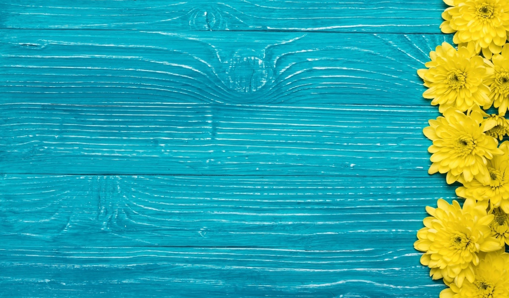 Желтые хризантемы на синем фоне