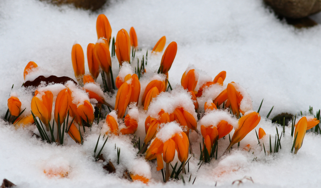 Желтые крокусы в снегу 