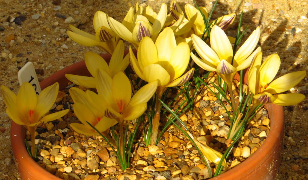 Желтые крокусы на декоративной клумбе