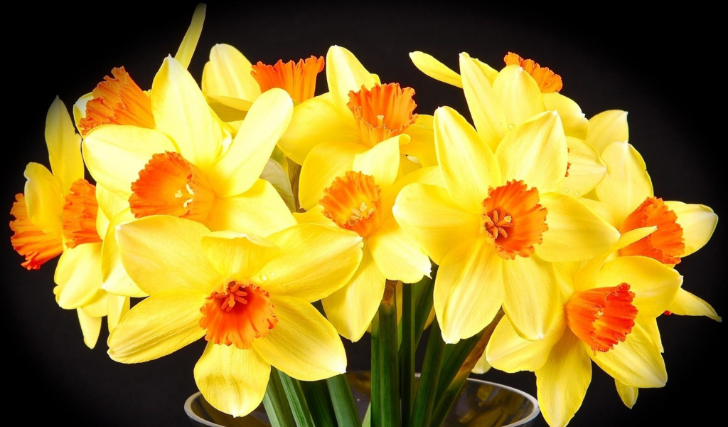 Желтые нарциссы в вазе на черном фоне
