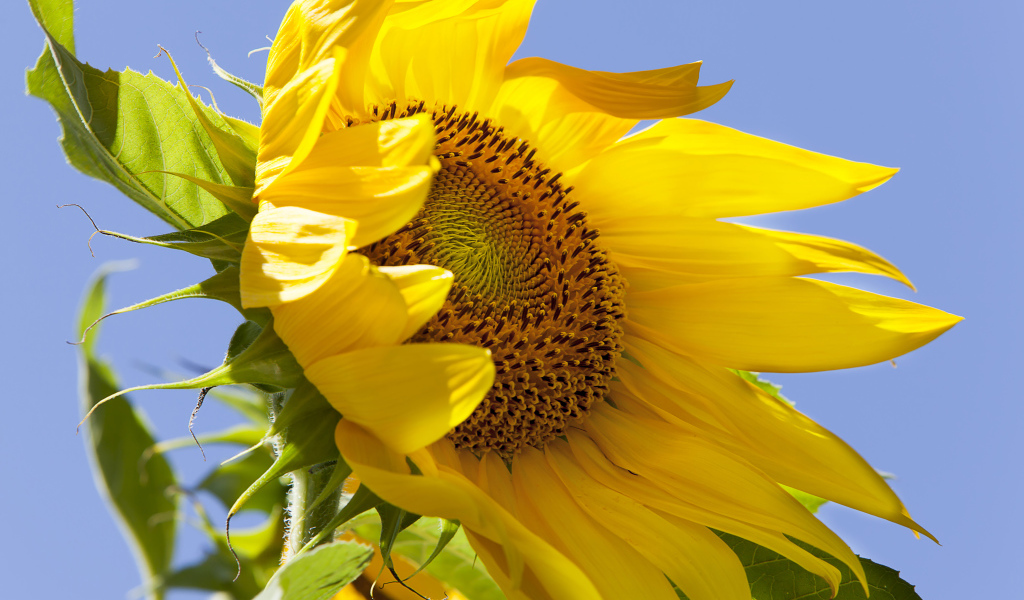 Желтый цветок подсолнуха на фоне голубого неба 