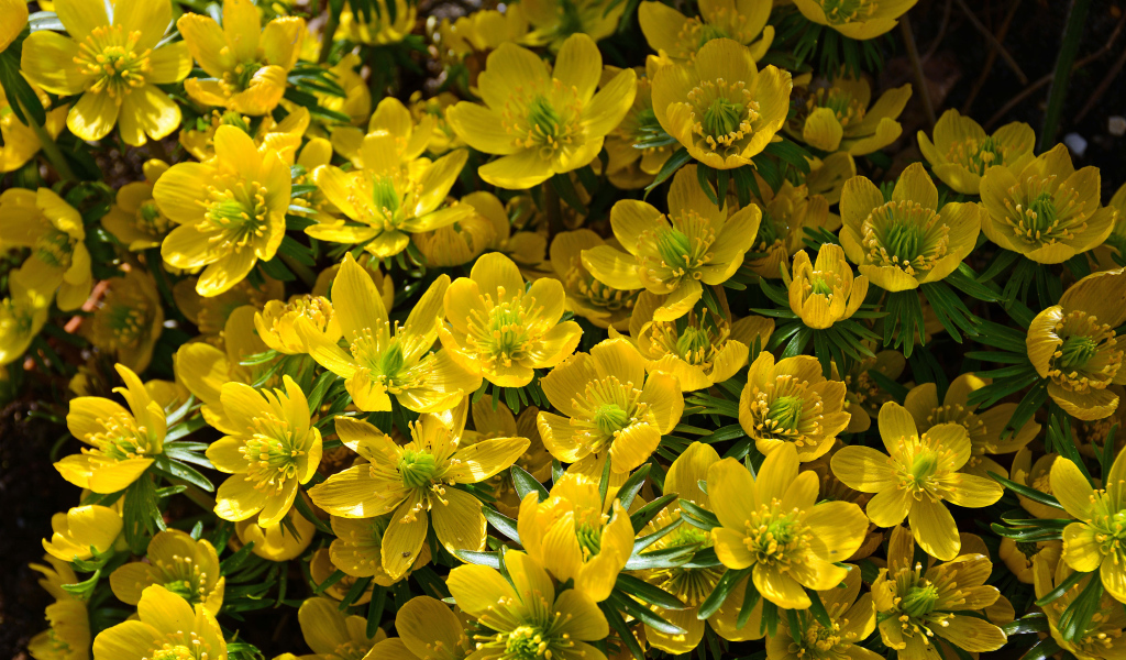 Желтые цветы морозника крупным планом