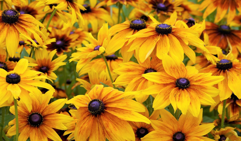 Желтые цветы рудбекии крупным планом