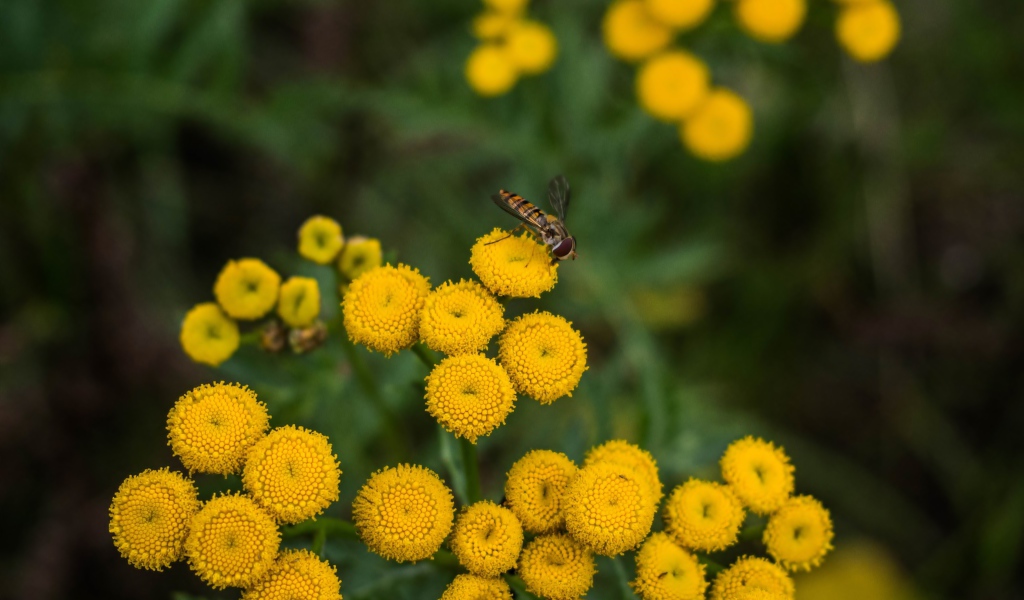 Желтые цветы пижмы крупным планом