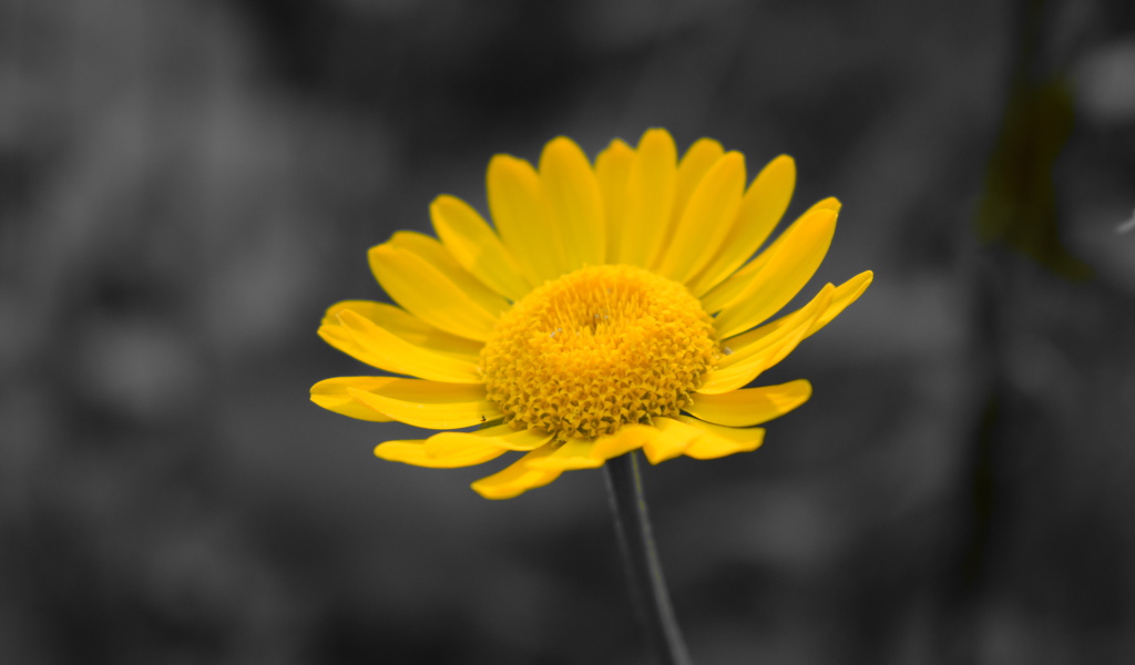 Желтый маленький цветок на сером фоне