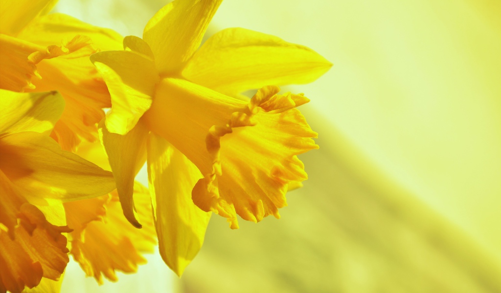 Желтый весенний цветок нарцисс крупным планом