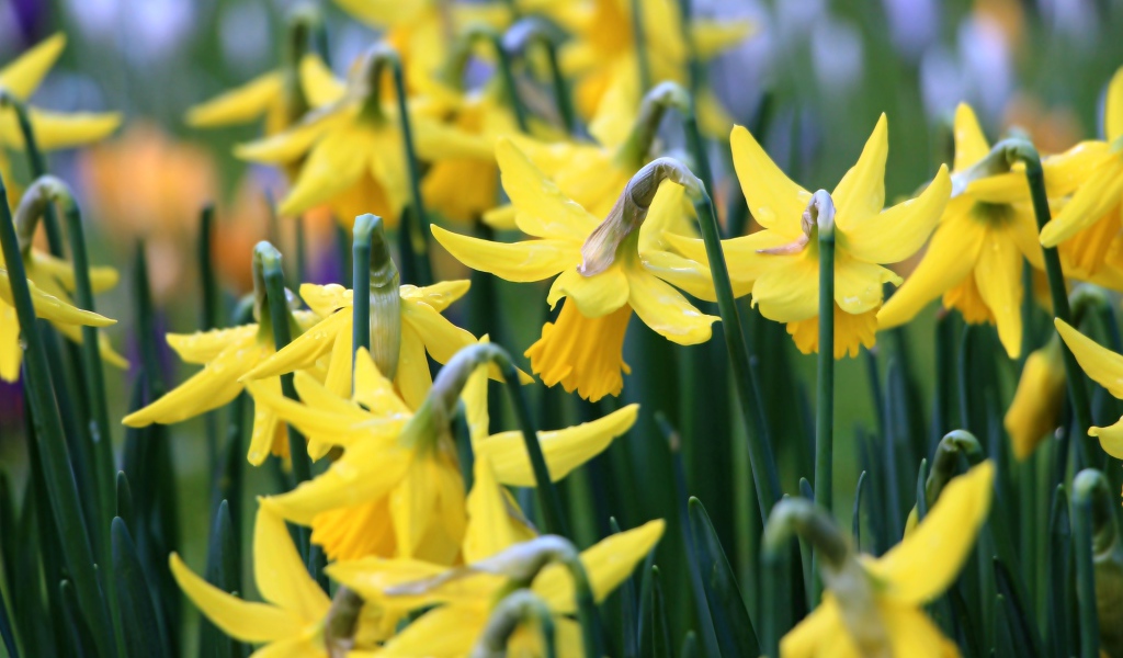 Желтые весенние цветы нарциссы