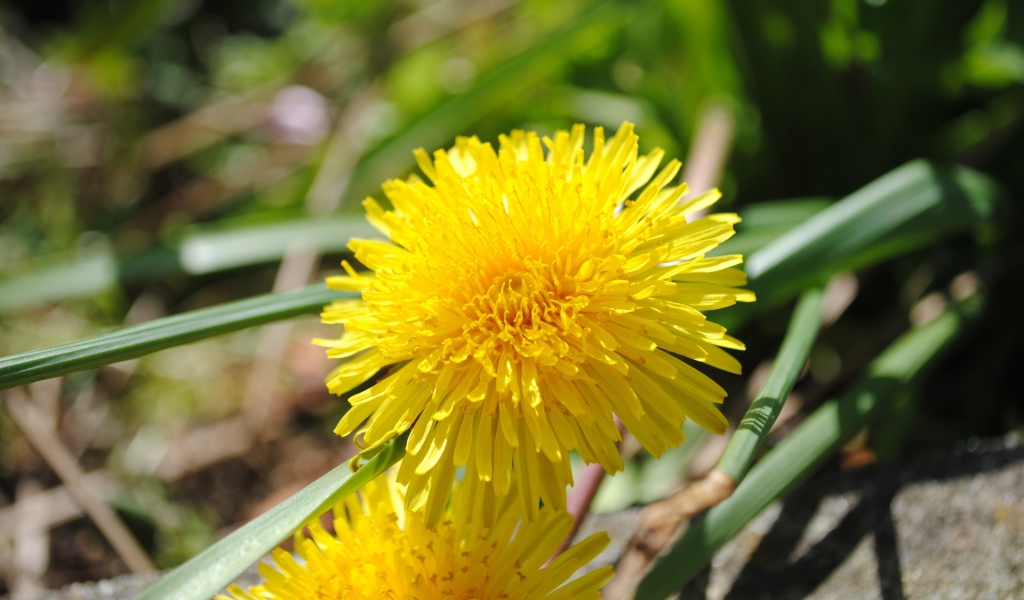 Желтый летний цветок одуванчика