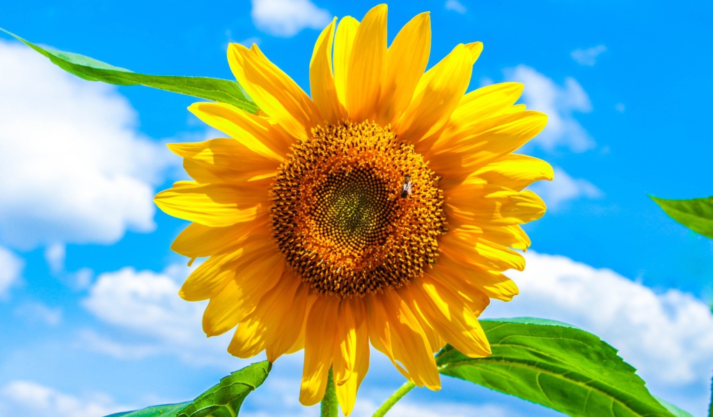 Желтый подсолнух на фоне голубого неба