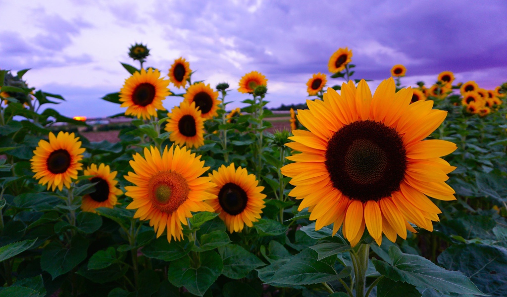 Желтые подсолнухи под красивым небом