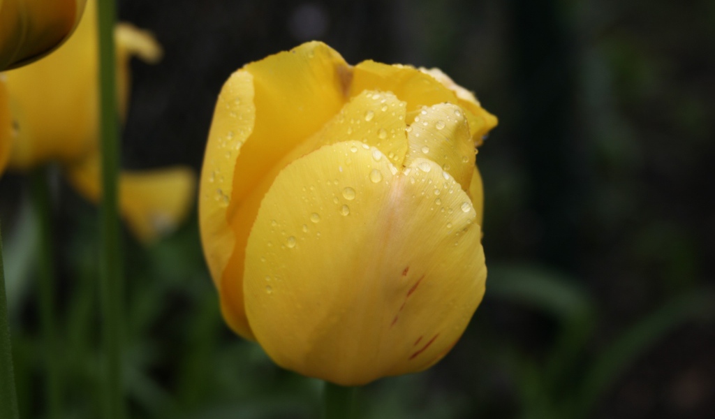 Желтый цветок тюльпана в каплях росы крупным планом