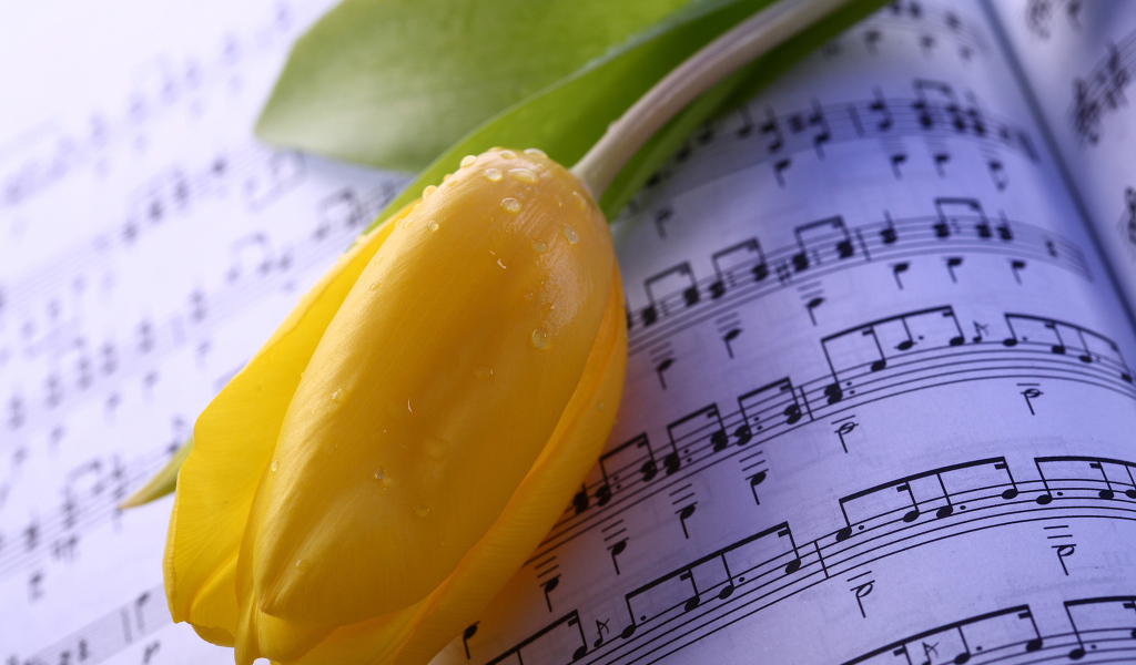 Желтый тюльпан лежит на нотах