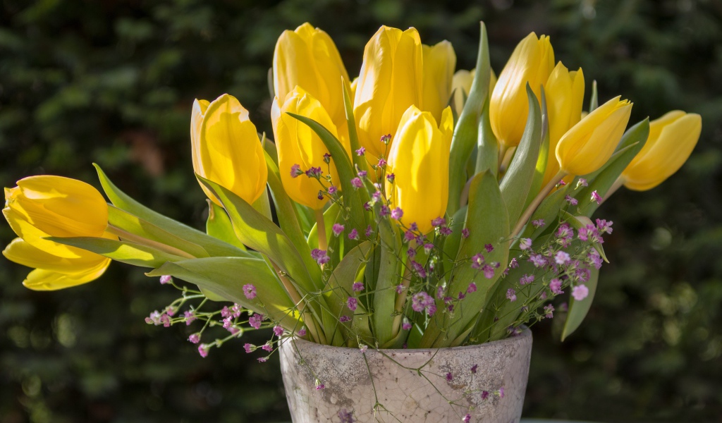 Желтые тюльпаны с цветами гипсофилы в вазе