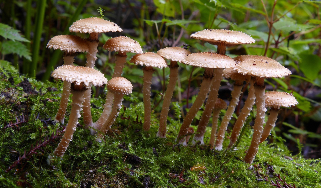 Много маленьких грибов в лесу