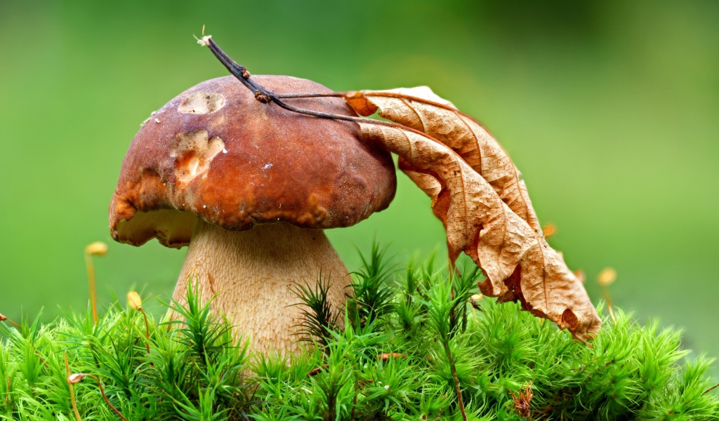 Гриб с опавшим сухим листом осенью 