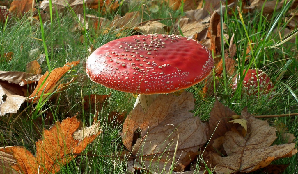 Красный большой мухомор в зеленой траве с желтыми листьями 