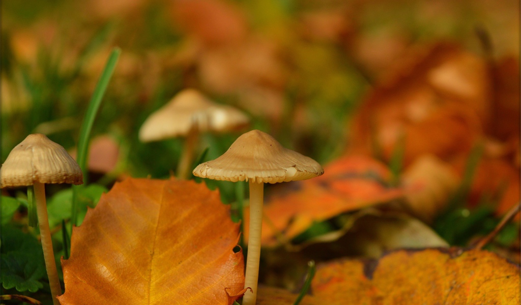 Маленькие грибы поганки под желтыми опавшими листьями