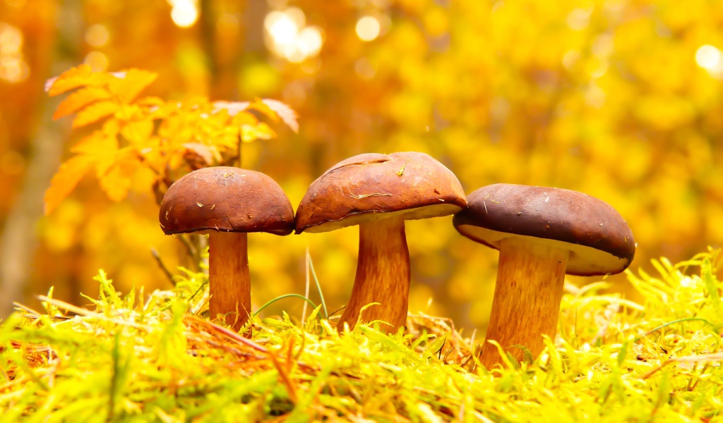 Три гриба в осеннем лесу 